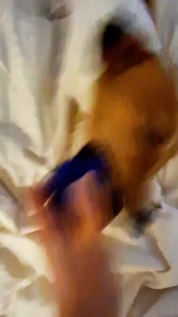 Харви не отдаёт игрушку🐕