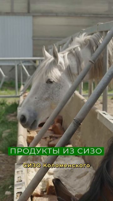 Фермер закупает хлеб из СИЗО для своих животных