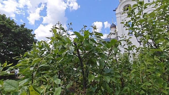 Как бороться с тлей и паутинным клещом на сливе?