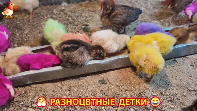 Цыплята и утята милые пушистики растут на радость хозяину (1)