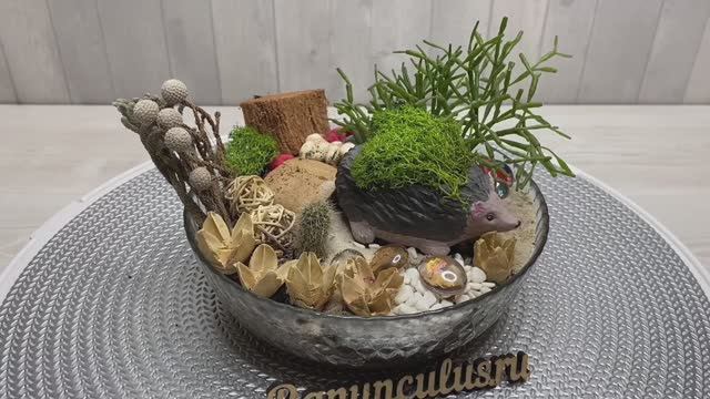 Композиция из комнатных растений с ежиком