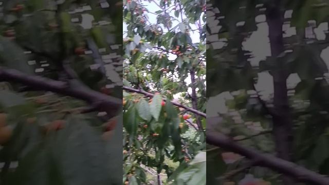 черешня франц иосив