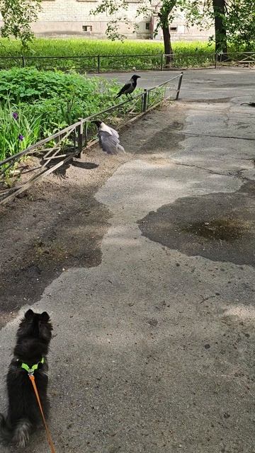 любопытная айва