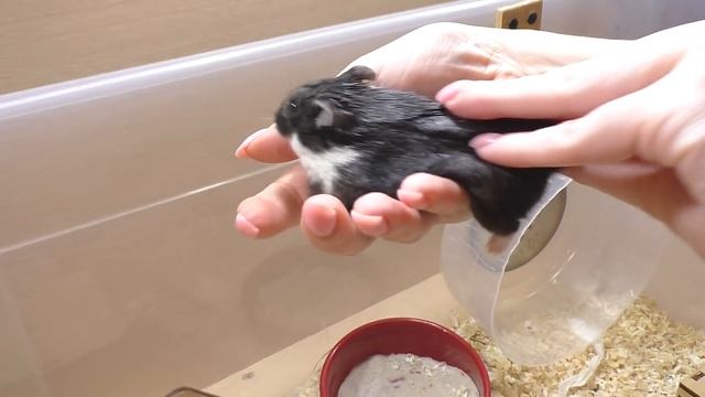 ХОМЯК КУКИ СЛОМАЛ ЛАПКУ О ЛЕСЕНКУ / СПАСЕНИЕ ХОМЯКА / САМЫЙ РУЧНОЙ ХОМЯК ПЕПСИ / Alisa Easy Pets