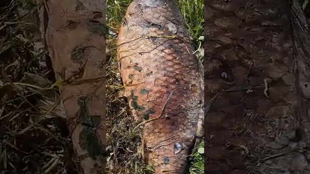 Яншихово-Норваши. Губят рыбу с электроудочками и сетями. Чувашская республика