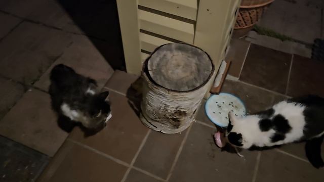 вечерний котопозитив