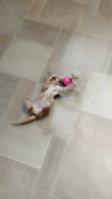 😘🐰❤️Наша рыжая малышка желает всем хорошего вечера и ооооочень ждёт, чтобы ее заметили мама и папа