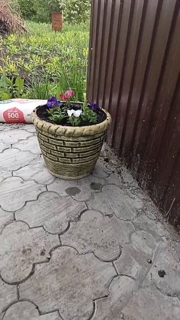 Дача.🏡 Красота.😍 23.05.25.