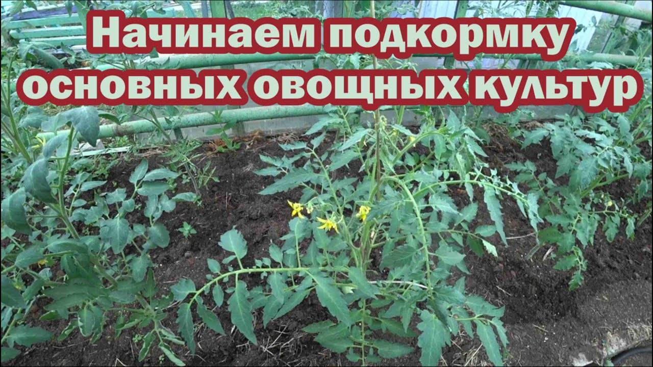 ОГУРЦЫ, ТОМАТЫ, ПЕРЦЫ вмиг пойдут в рост и не будут болеть. ПРОВЕРЕННЫЕ ПОДКОРМКИ