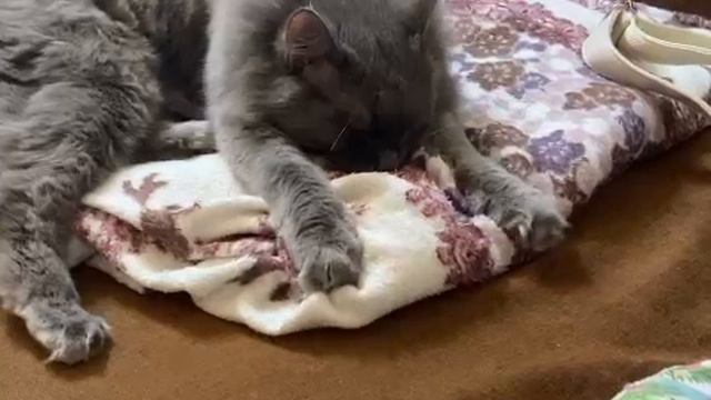 Бубси, замышляет , что-то нехорошее🙈🙀😺