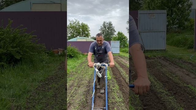 Утрамбовка прочищенных междугрядий Лаплошем