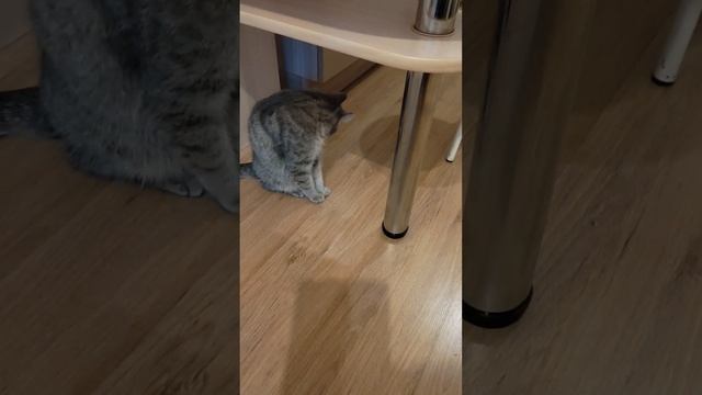 Барса готовится ко встрече гостей. Весь вечер моет лапки, мордочку, ушки и хвостик.