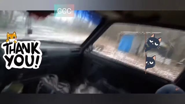 Самые смешные приколы про котов / Кошки 2021 года, насмешат вас!