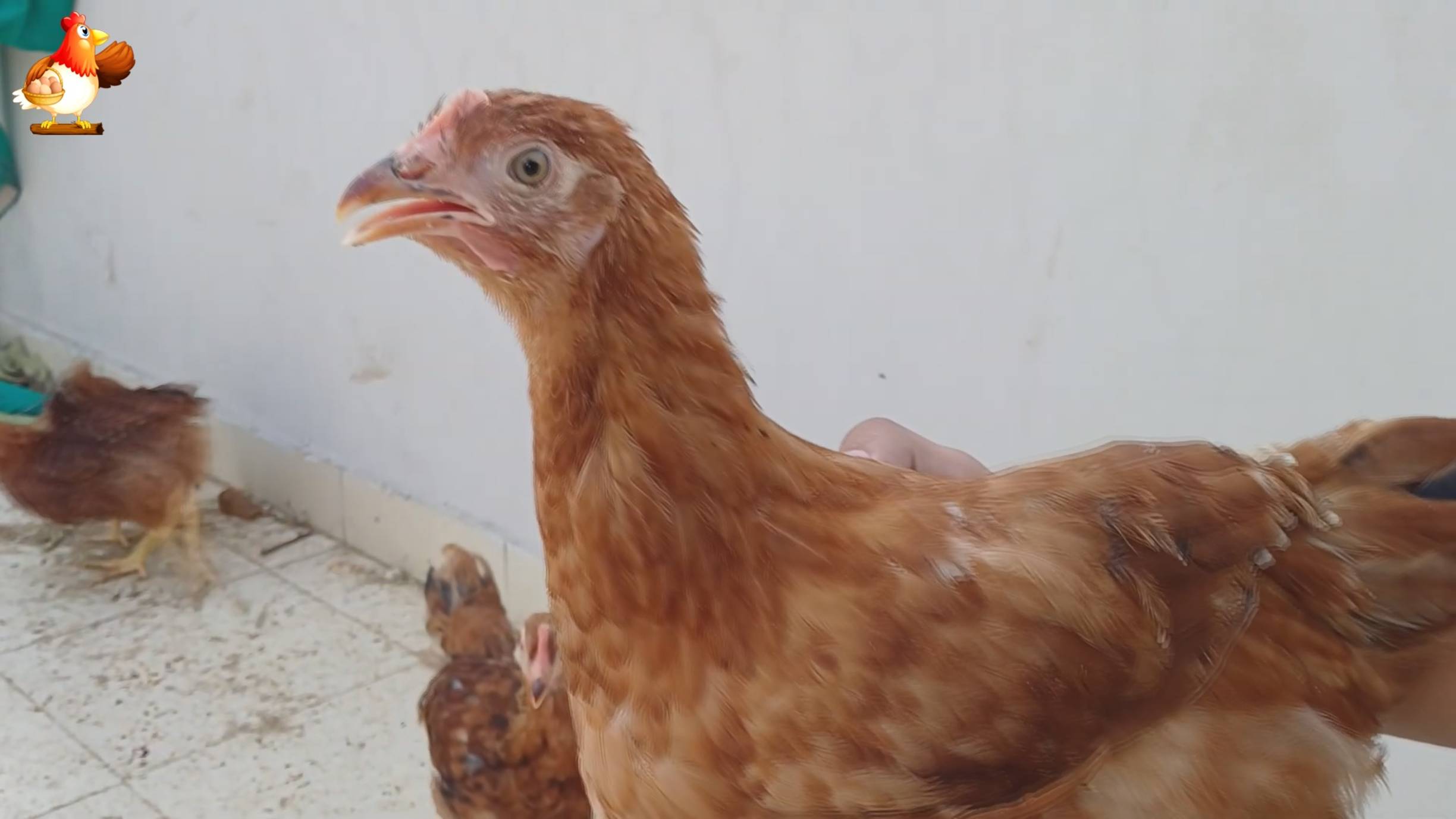 Цыплятам Род Айленд 85-86 дней ❣️🐤🐥😂