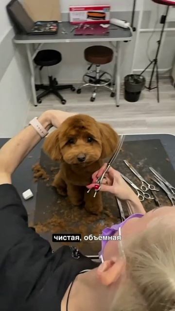 Озоновые ванны для груминга