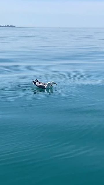 Птичьи танцы на воде.