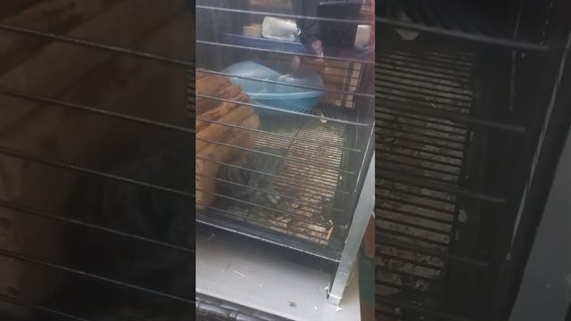 Видео WhatsApp 2025-05-29 в 15.02.20_fa31bc26