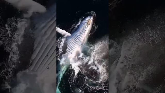 Из репертуара Луи Амстронга