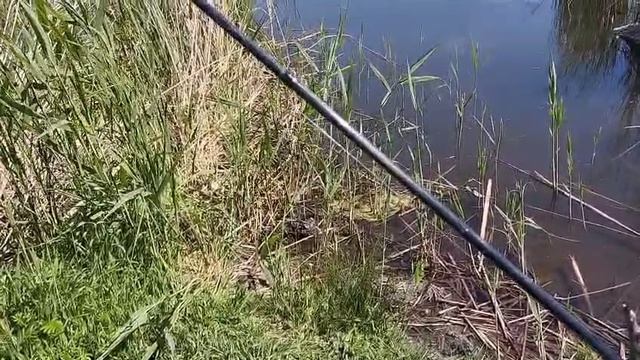 Будни егеря Для кошки 😾 наловили рыбки 🐠.29.05.25.