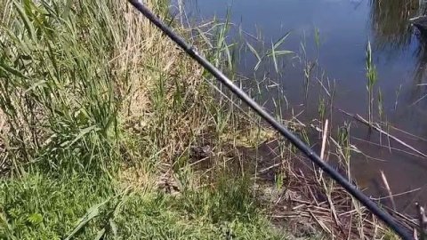 Будни егеря Для кошки 😾 наловили рыбки 🐠.29.05.25.