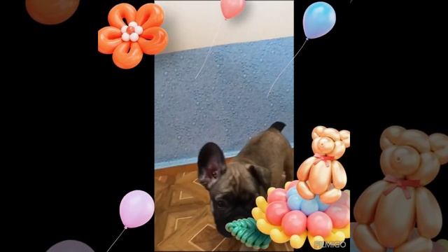 Французский бульдог родились 4 апреля 2025г