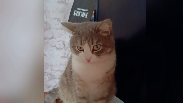 Милые пушистики😸😼
