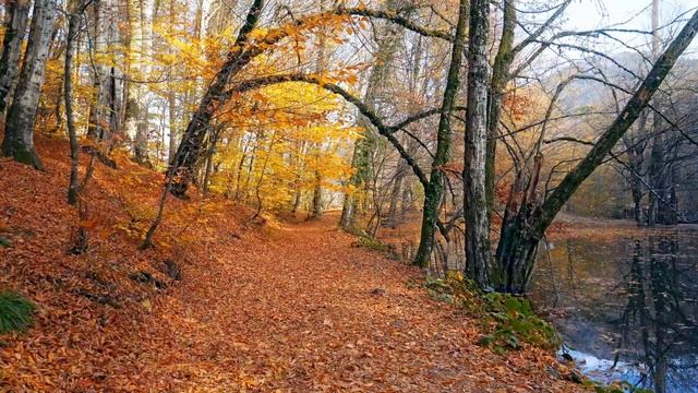 Восстановление нервной системы 🌿, Мягкая музыка, Усп?