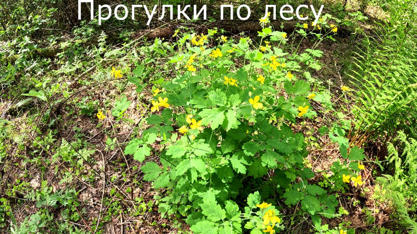 Прогулки по лесу. Чистотел. Папоротник. О велосипеде-клоне.