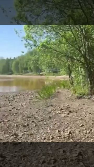 🐟В Балашихе на реке Горенка погибло огромное количество рыбы — ее буквально собирают мешками🐟
