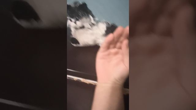 лучший друг тучки Басик