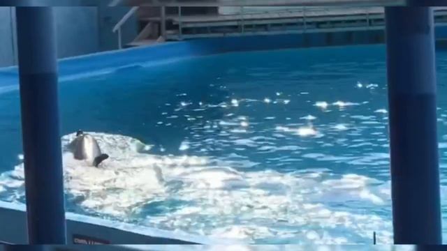 Дельфинарий. Морские животные. Белуха, дельфины, северные морские котики и северный морской лев.