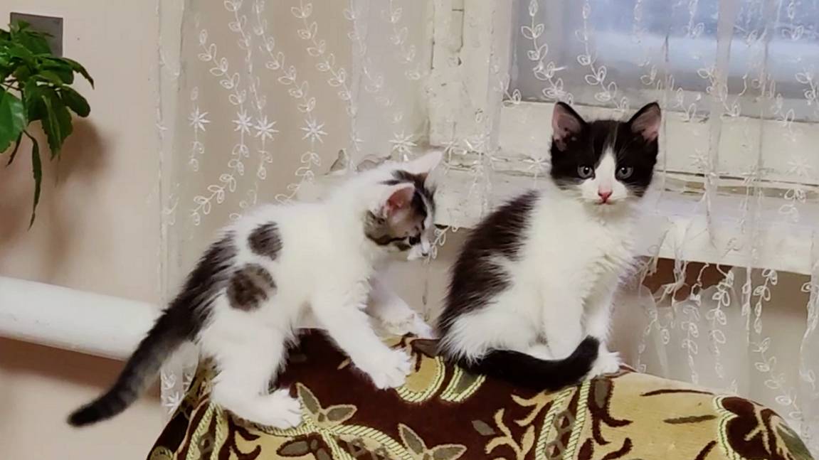Котенок, иди ко мне, поиграем. Весёлые котята.