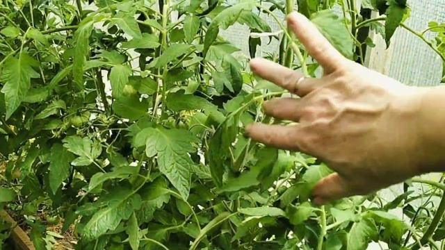 #29 Пошли убытки/Клубника погибает/Помидоры разочаровали/Сорта петуний/Опять обработка