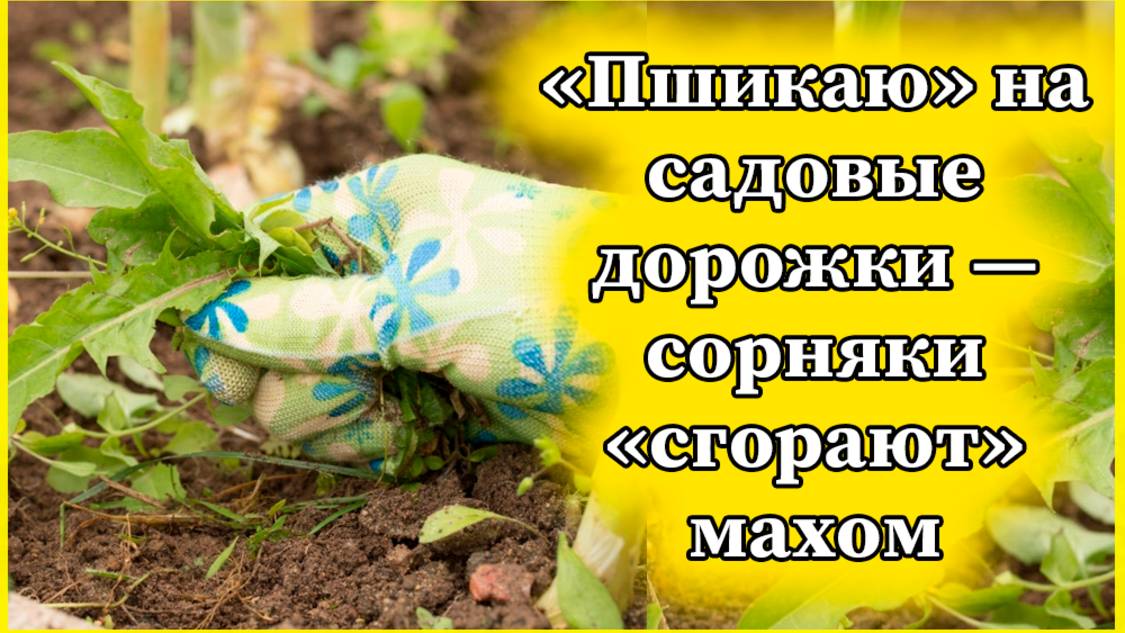 «Пшикаю» на садовые дорожки — сорняки «сгорают» махом: за день успевают засохнуть и пырей, и молочай