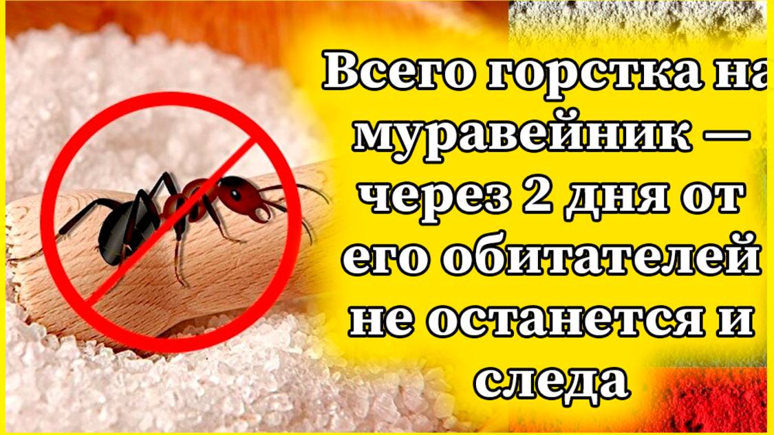 Всего горстка на муравейник — через 2 дня от его обитателей не останется и следа