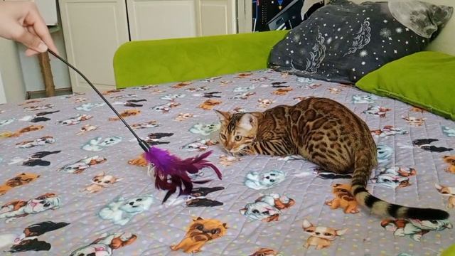 Silk Griffon Evelina.mp4