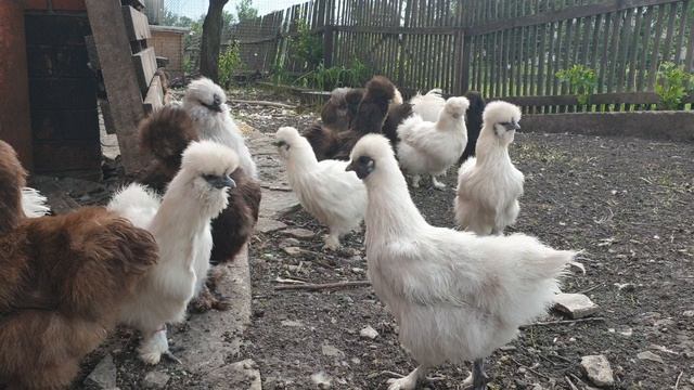 Китайские шелковые куры - 3.