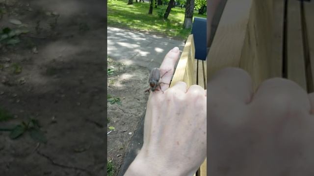 Майский жук 29.05.2025