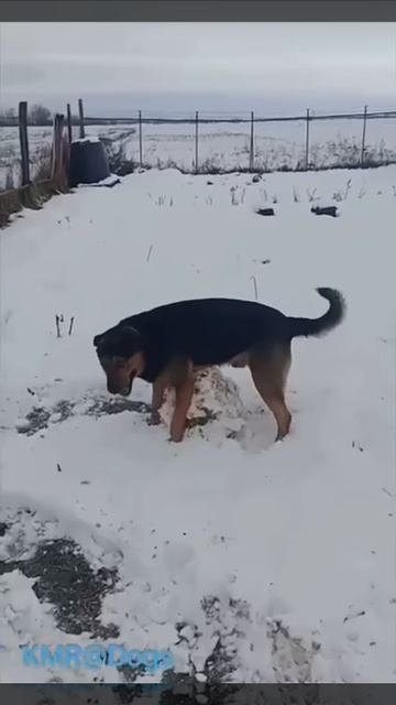 Скульптор⛄️😂 ( видео про собак )