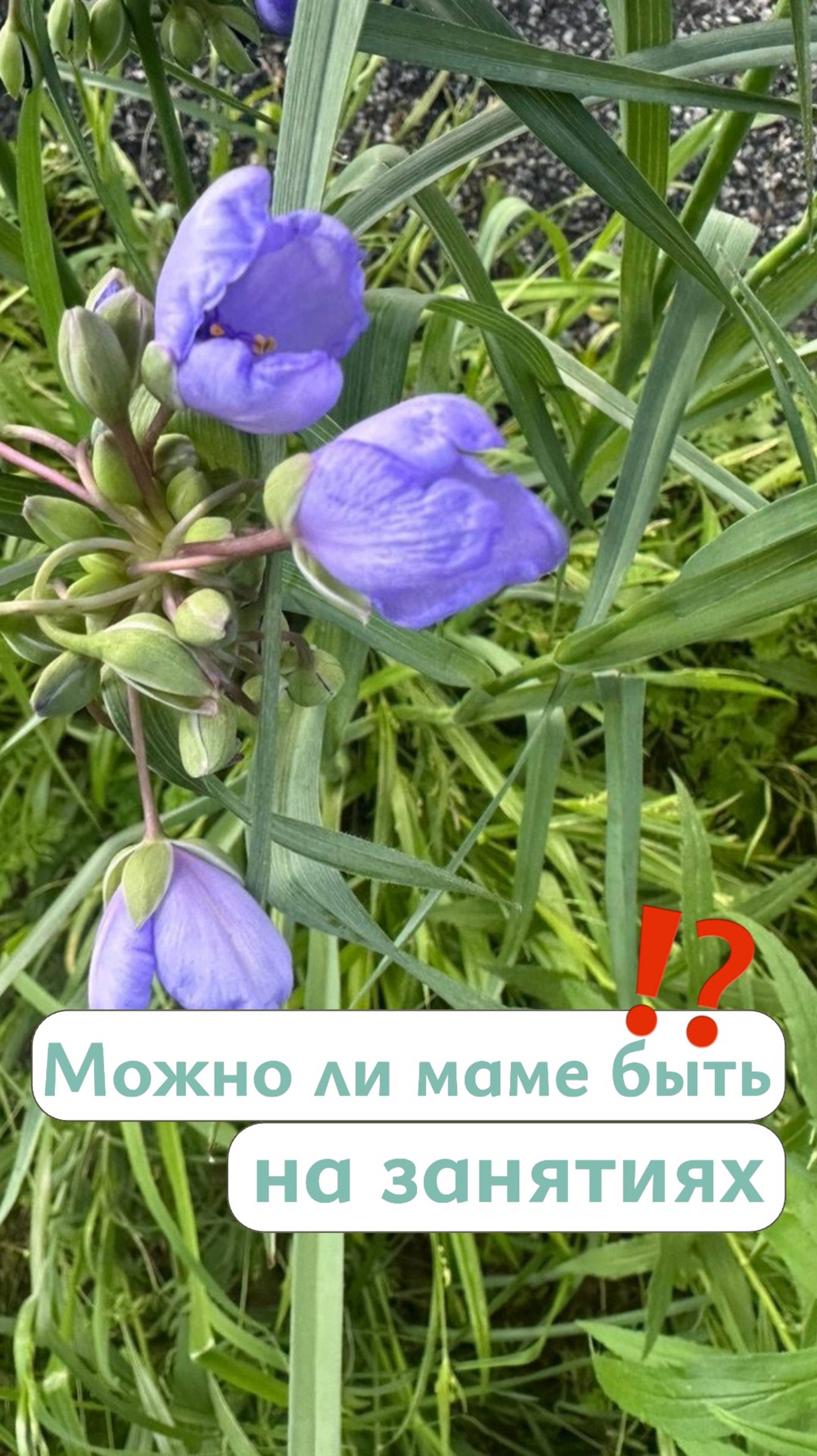 Можно ли родителю присутствовать на занятии #abaтерапия #аутизм #РАС #мелешколя #особыедети