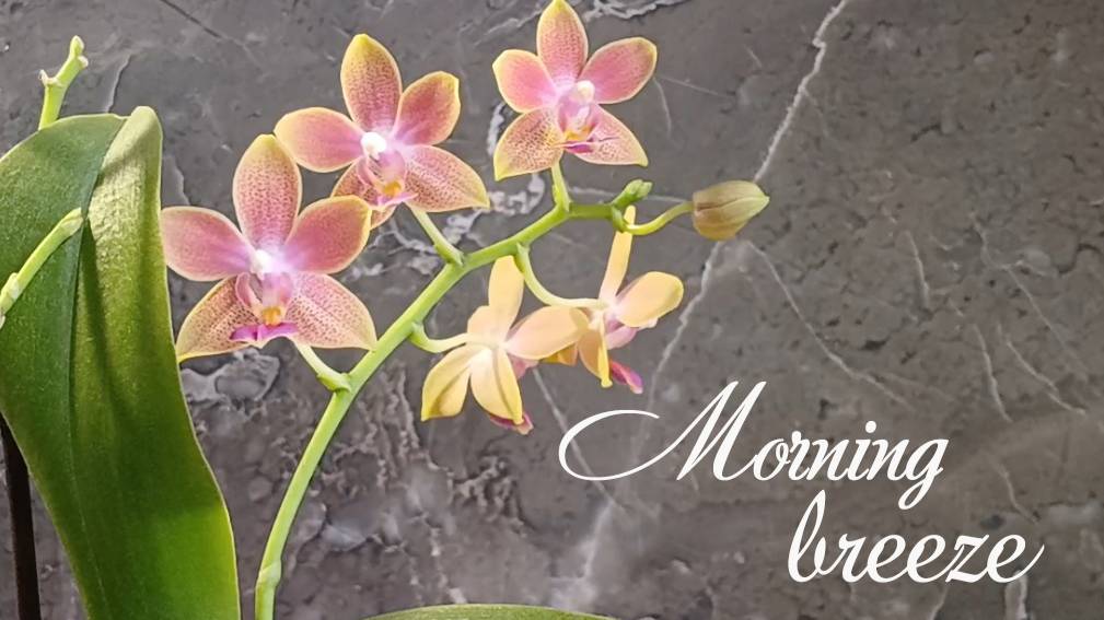 Фаленопсис Morning Breeze / Golden Sand - первое домашнее цветение