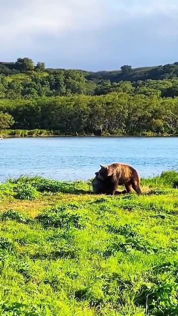 Курилы - медведица с медвежонком играют на берегу озера