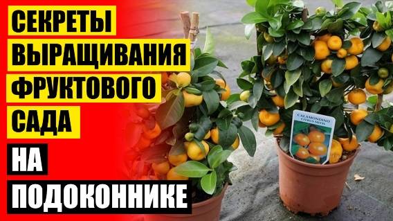 ☑ ФИНИКОВОЕ ДЕРЕВО ИЗ КОСТОЧКИ В ДОМАШНИХ УСЛОВИЯХ УХОД ВЫРАЩИВАНИЕ 🤘 РАЗМНОЖЕНИЕ ЛИМОНА ЧЕРЕНКАМИ