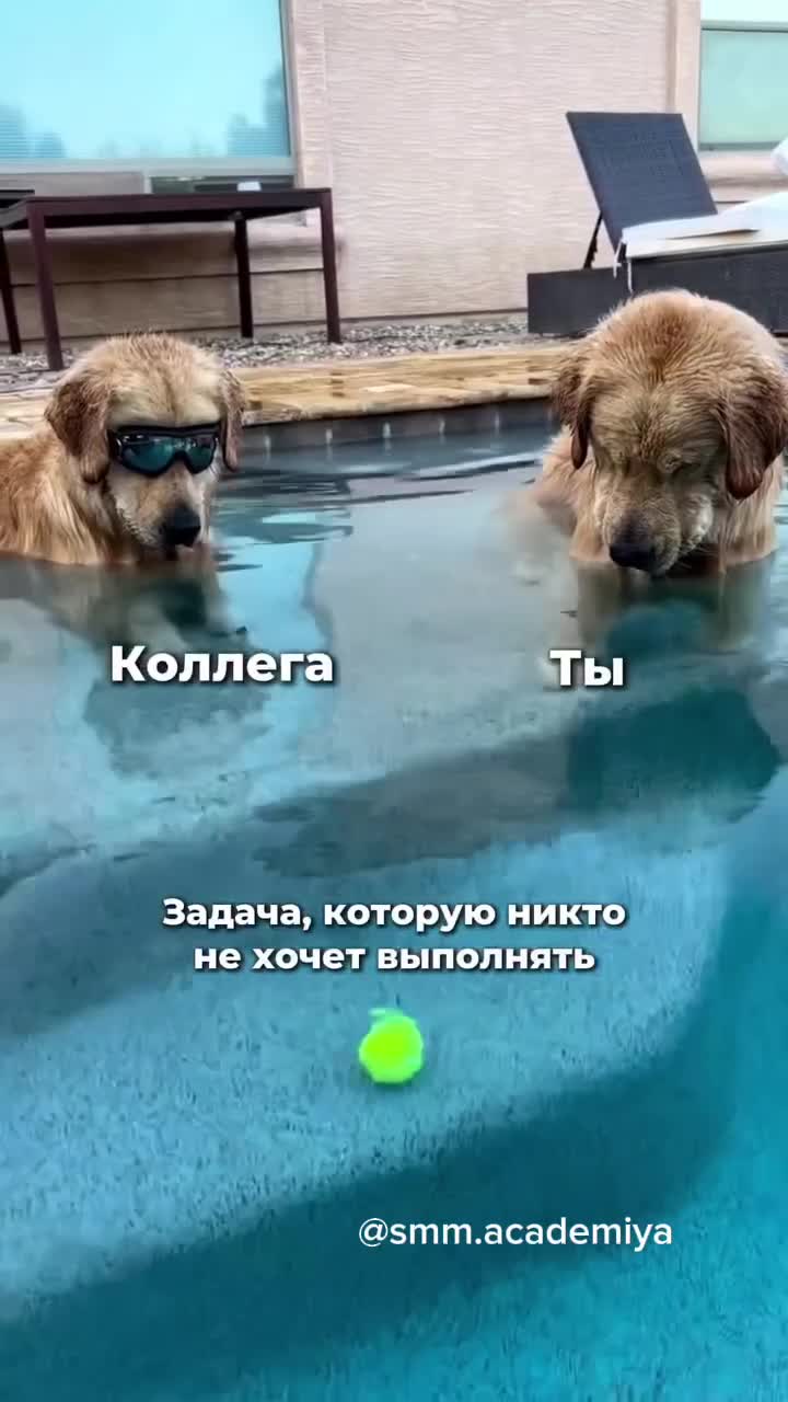 Две собаки сидят в бассейне и не решаются достать/смотрят на мяч 🥎