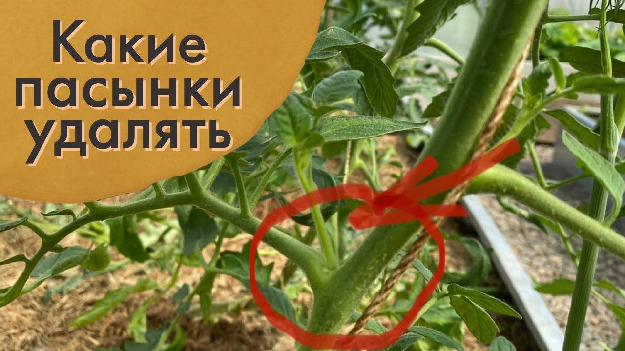 КАК и КОГДА ПРАВИЛЬНО ПАСЫНКОВАТЬ ПОМИДОРЫ