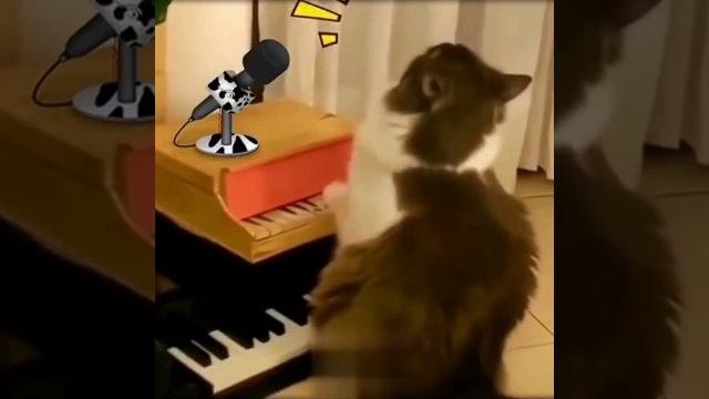 Кот играет на пианино