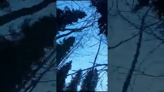 обновили лыжи Шатун, взяли кошечку