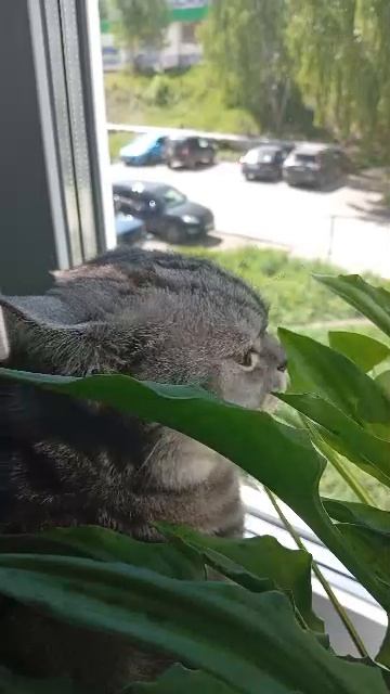 Котяк