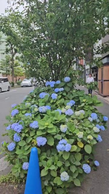 Голубая гортензия.....