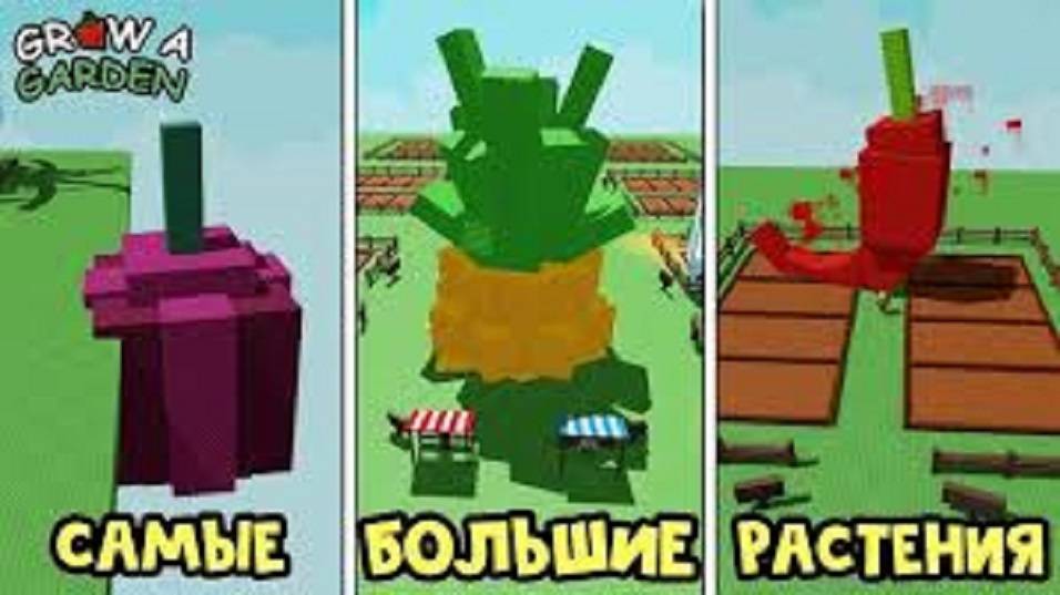 ВЫРАСТИ САД CАМЫЕ БОЛЬШИЕ РАСТЕНИЯ в игре Вырасти сад роблокс  Grow a Garden roblox
